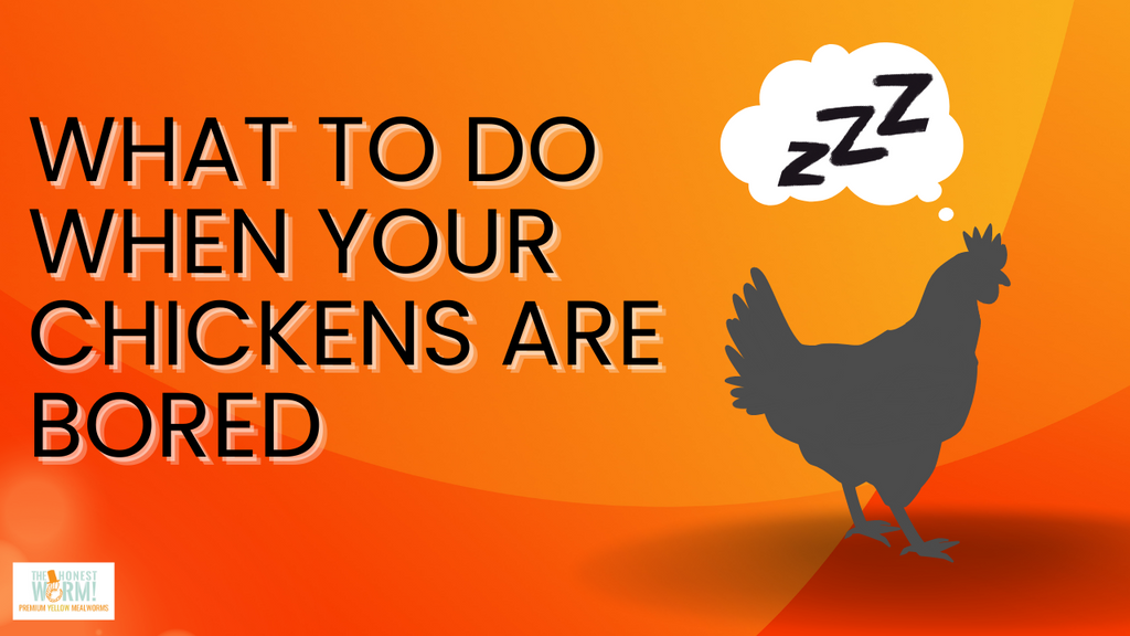 What To Do When Your Chickens Are Bored The Honest Worm!