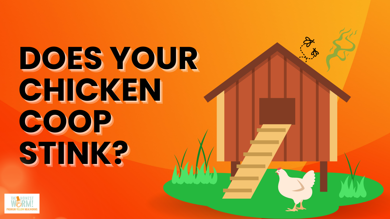 Keep Your Chicken Coop Smelling Fresh!