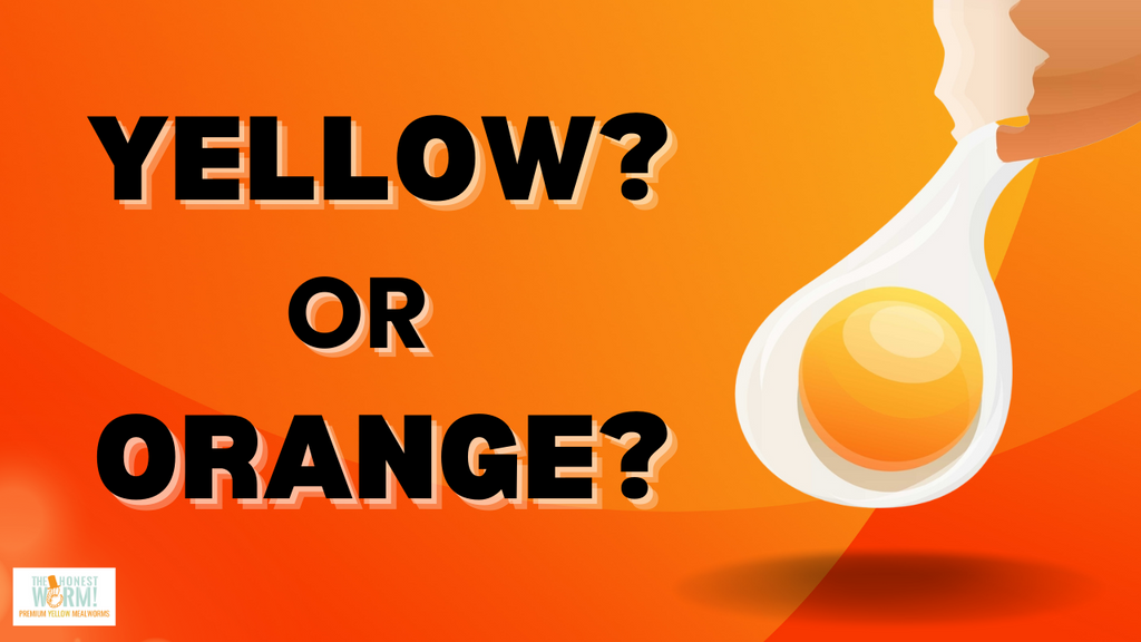 Are Orange Yolks Better Than Yellow Yolks? The Honest Worm!
