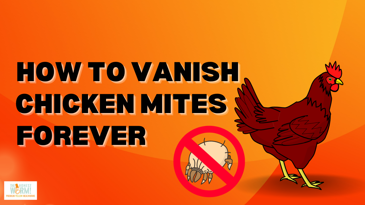 How to Banish Chicken Mites Forever