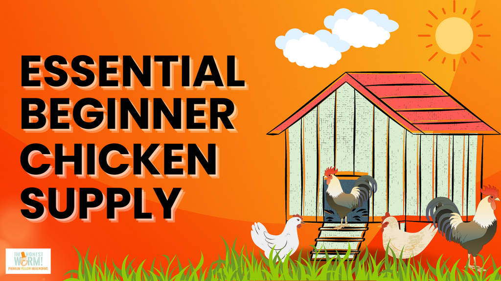 5 Essential Supplies for Raising Chickens The Honest Worm!