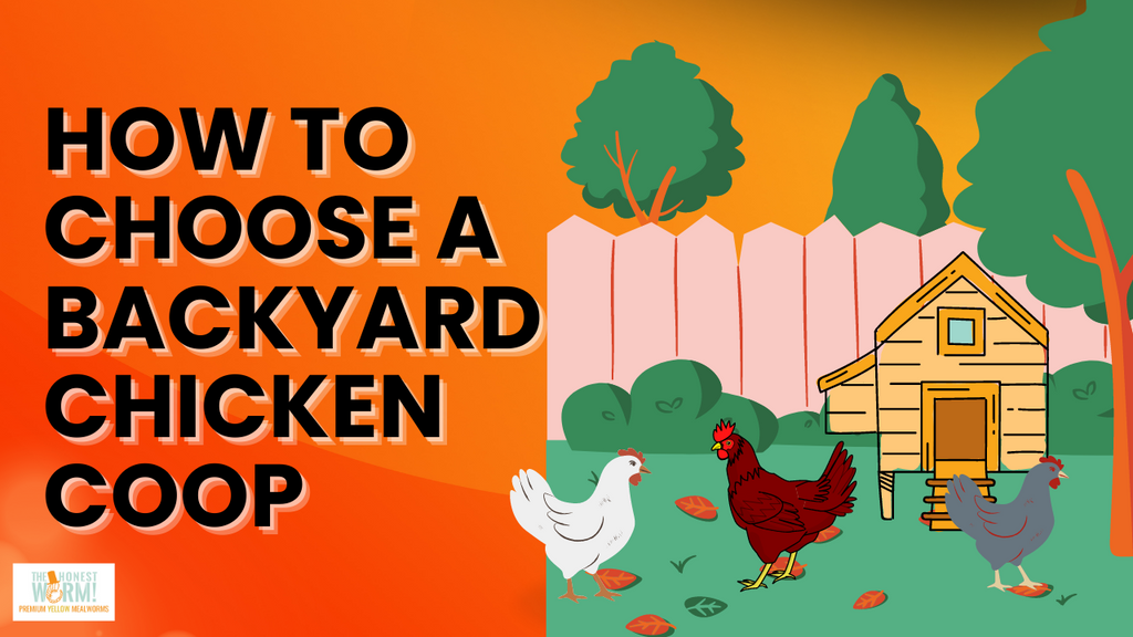 How to Choose a Backyard Chicken Coop The Honest Worm!