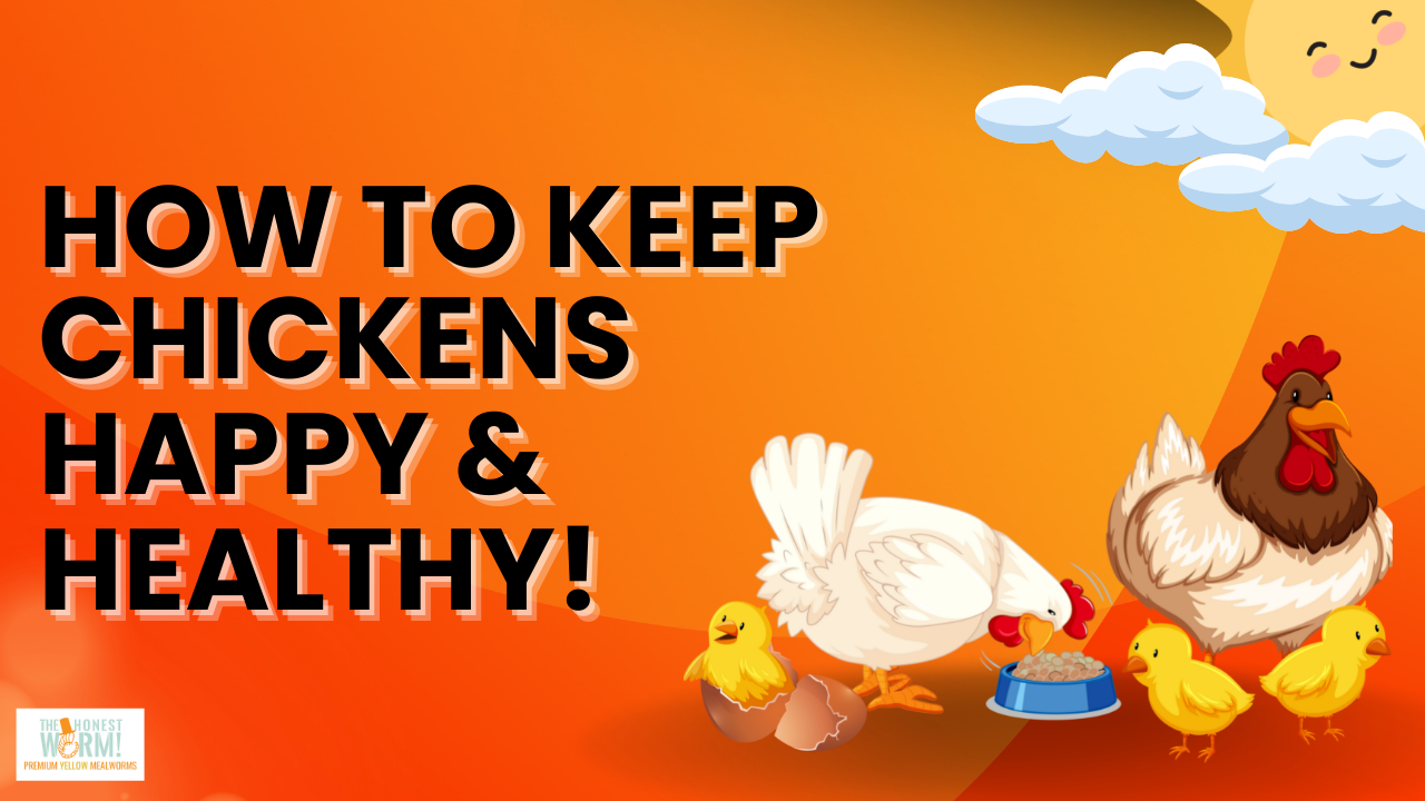 The Top 3 Ways to Keep Your Chickens Happy and Healthy