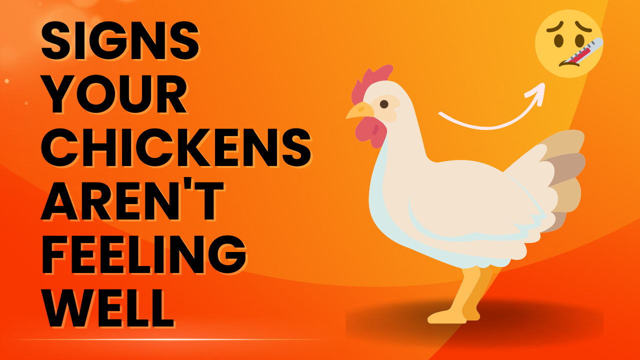 How to Tell if Your Chickens Aren't Feeling Well?