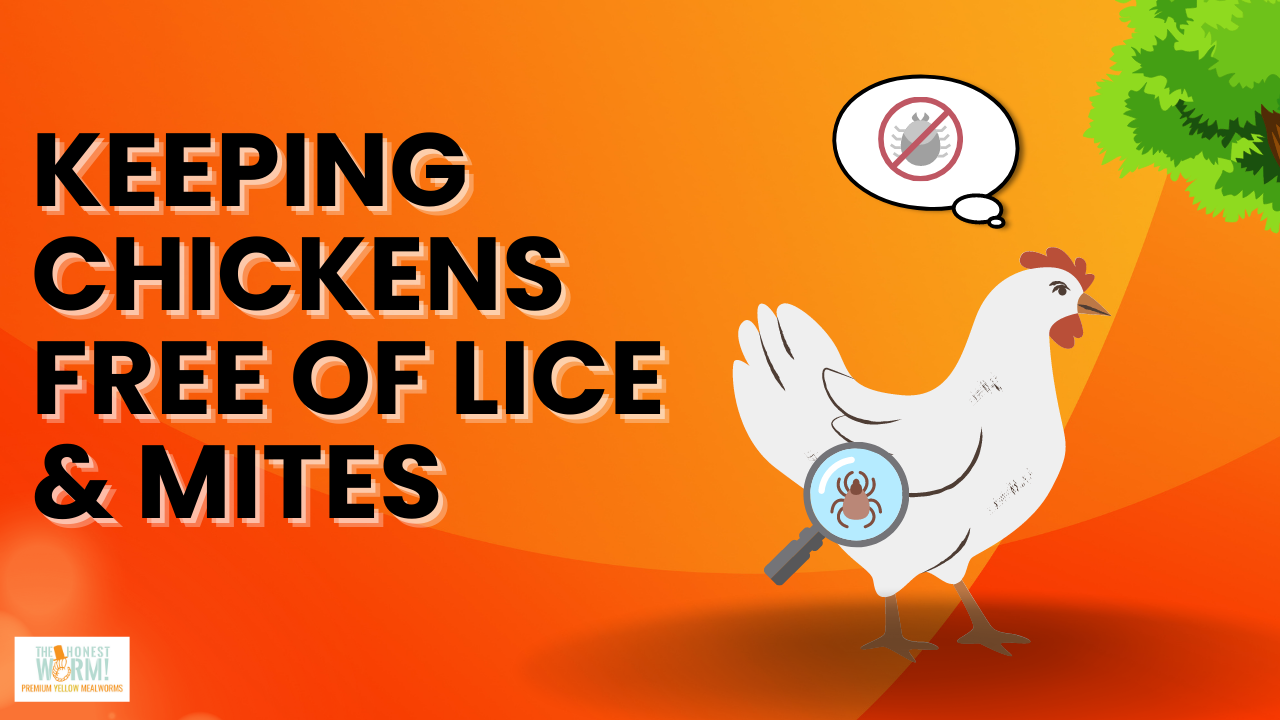 3 Easy Ways to Prevent Poultry Lice and Mites