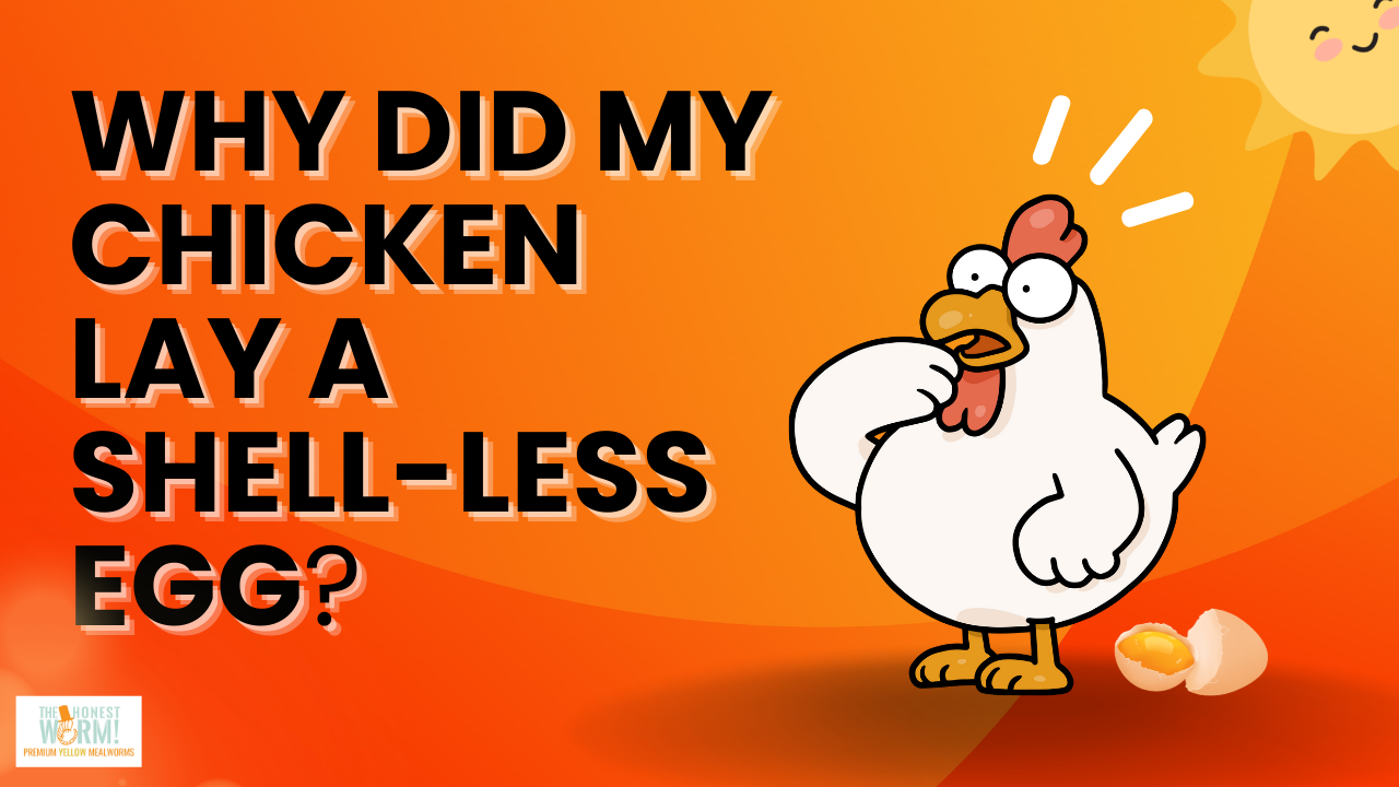 Why Do Chickens Lay Eggs Without Shells?