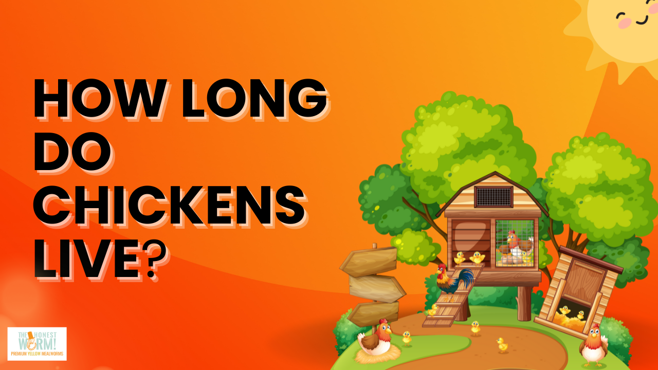 How Long Do Chickens Live?
