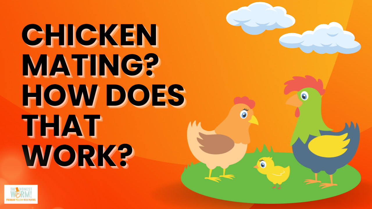 How Do Chickens Mate? Do You Need A Rooster for your hens to lay eggs?