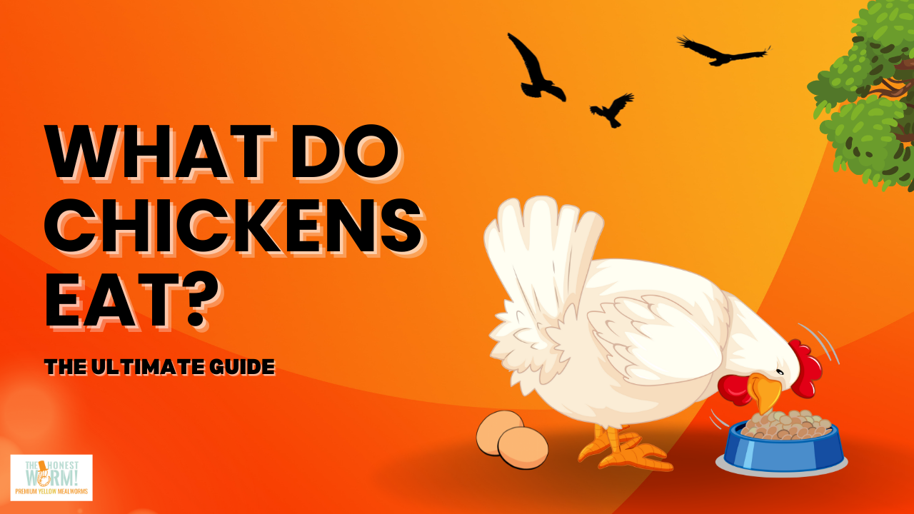 The Ultimate Guide to Feeding Backyard Chickens