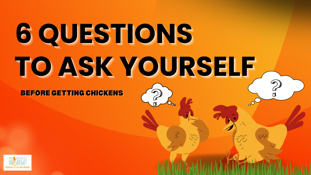 6 Questions to Ask Yourself Before Getting Chickens
