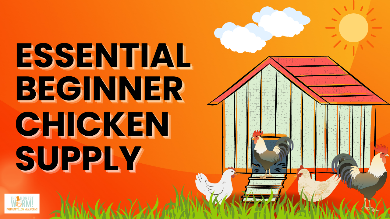 5 Essential Supplies for Raising Chickens