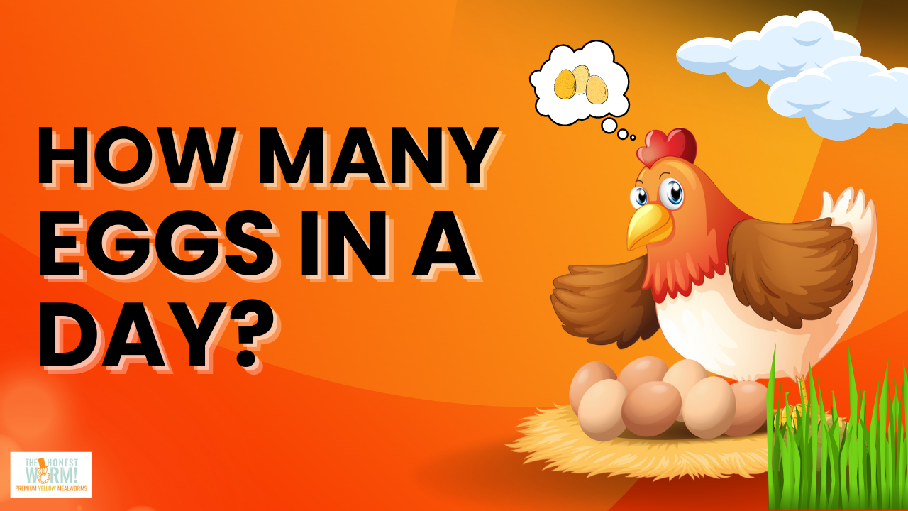 How Many Eggs Per Day Do Chickens Lay?