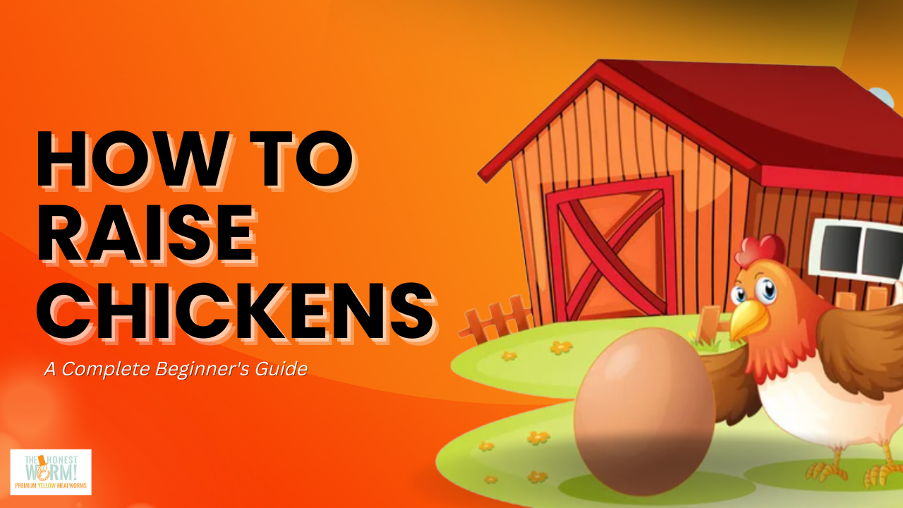 Keeping Chickens For Beginners