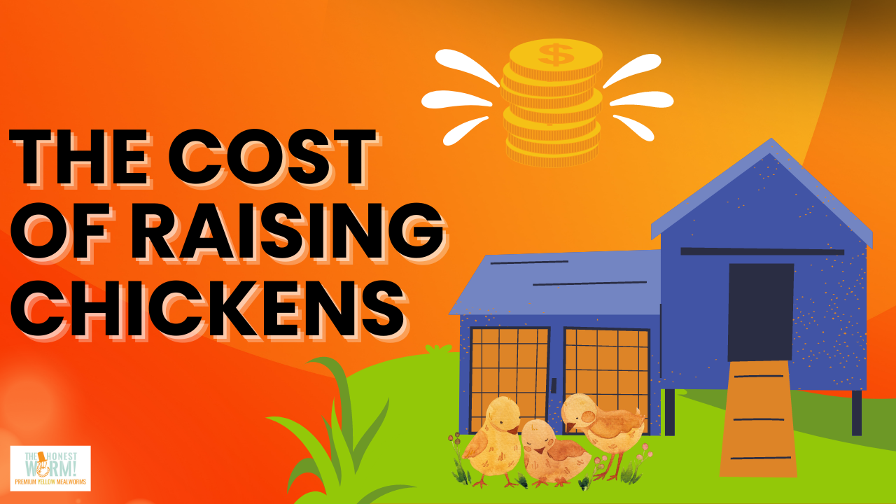 The Cost of Raising Chickens