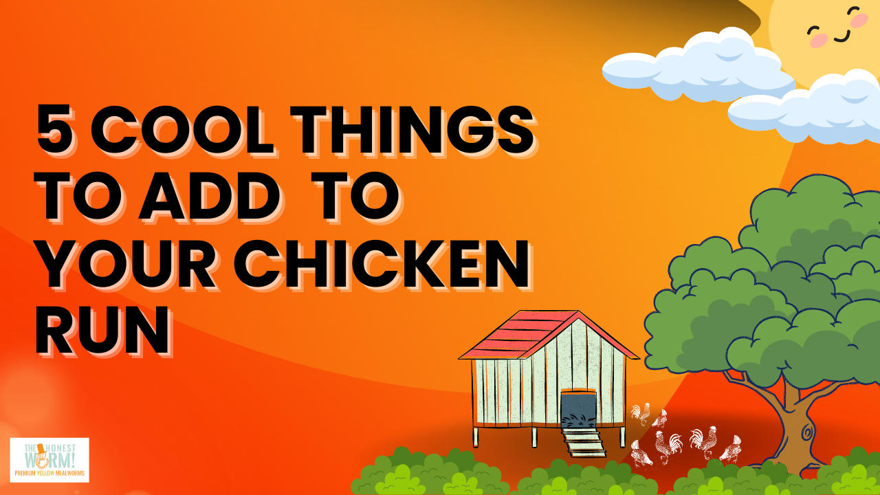 5 Cool Things You Can Add To Your Chicken Run