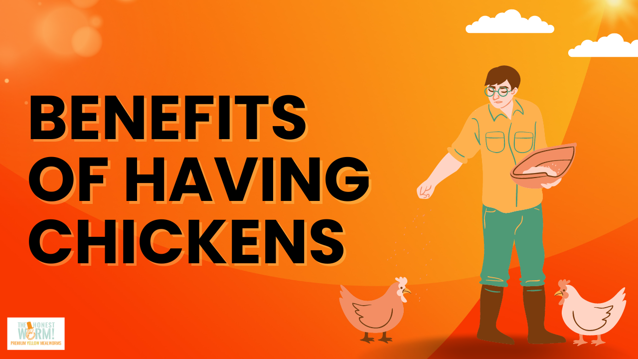 Six Unexpected Benefits of Having Chickens!