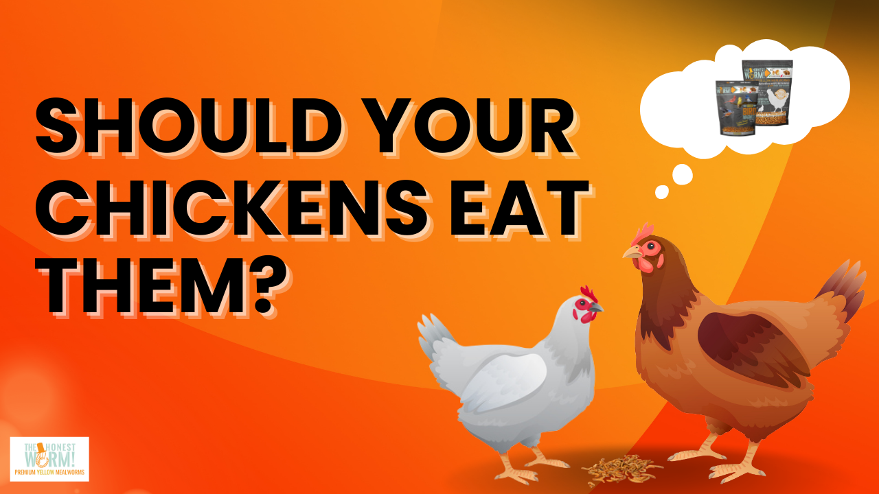 Are Dried Mealworms Good For Chickens?