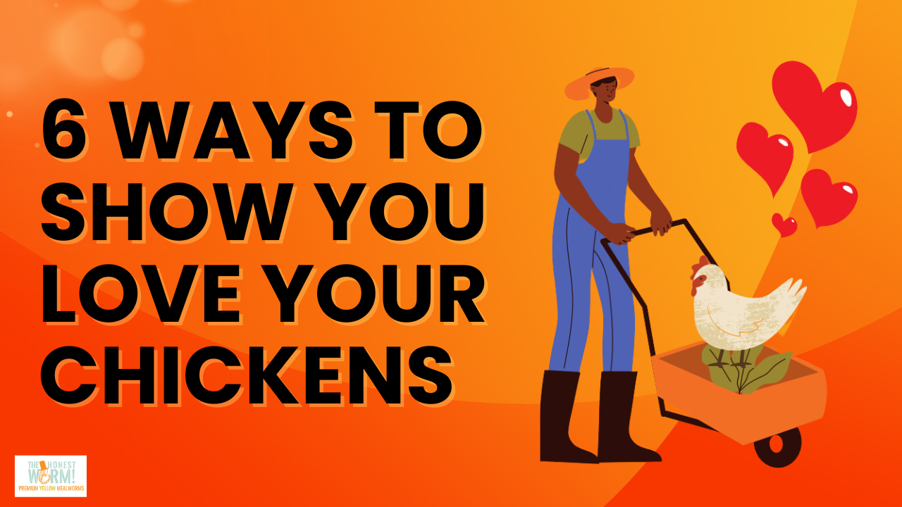 6 Ways To Show You Love Your Chickens