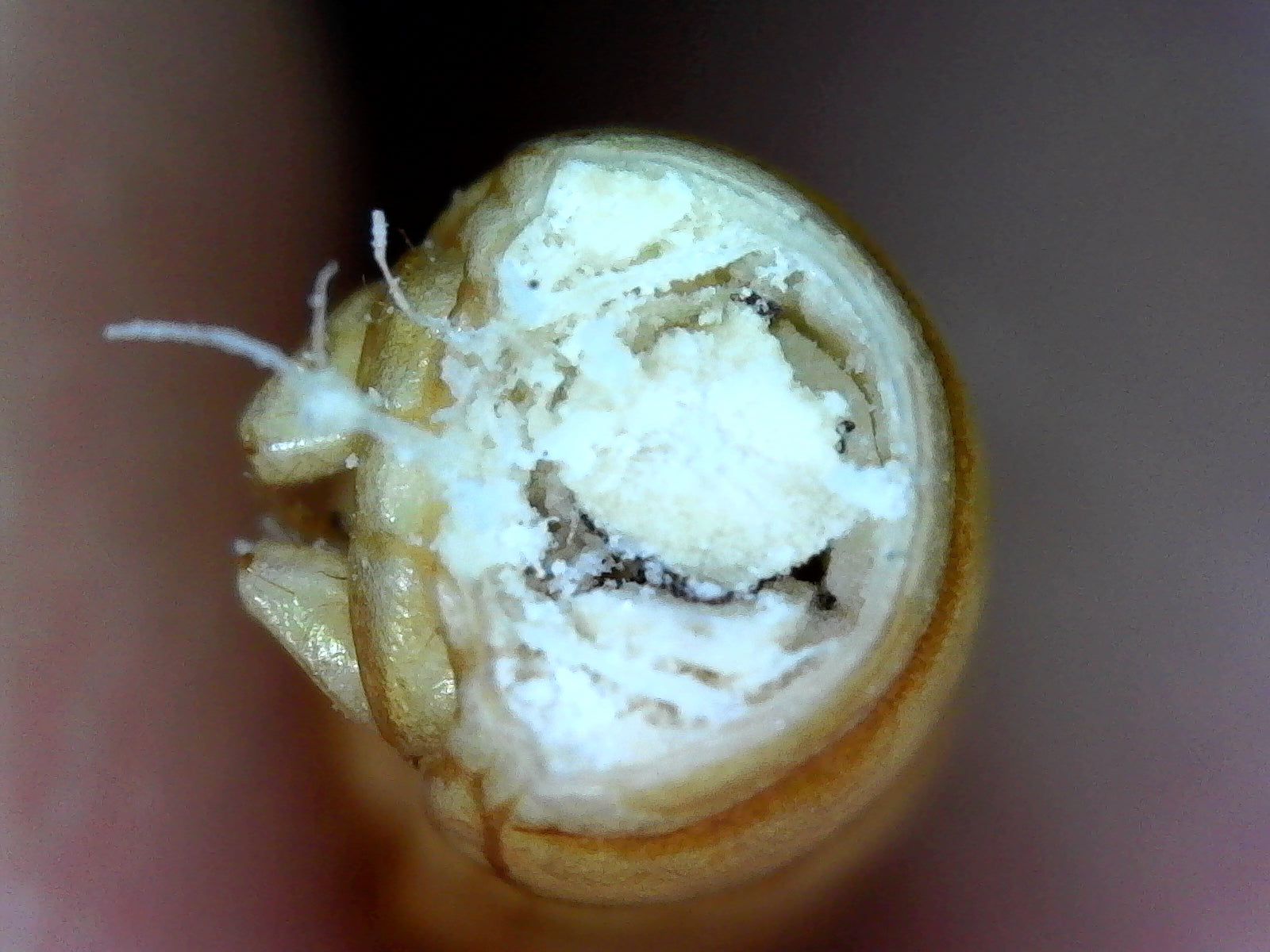 Are your Mealworms produced in China?