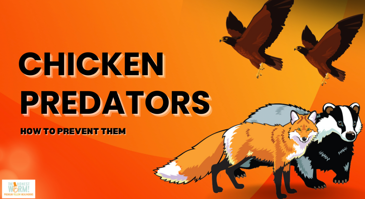 Top 3 Predators For Backyard Chickens and How To Prevent Them
