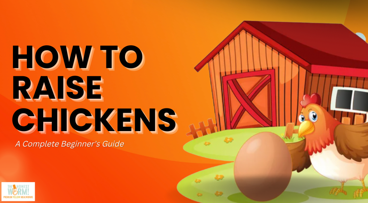 Keeping Chickens For Beginners: How To Get Started
