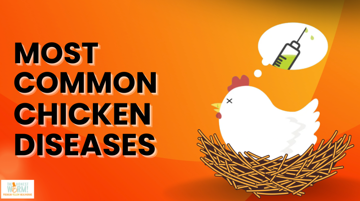 6 Most Common Chicken Health Problems