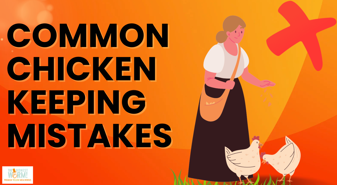 8 Common Mistakes New Chicken Owners Make (and How to Avoid Them)